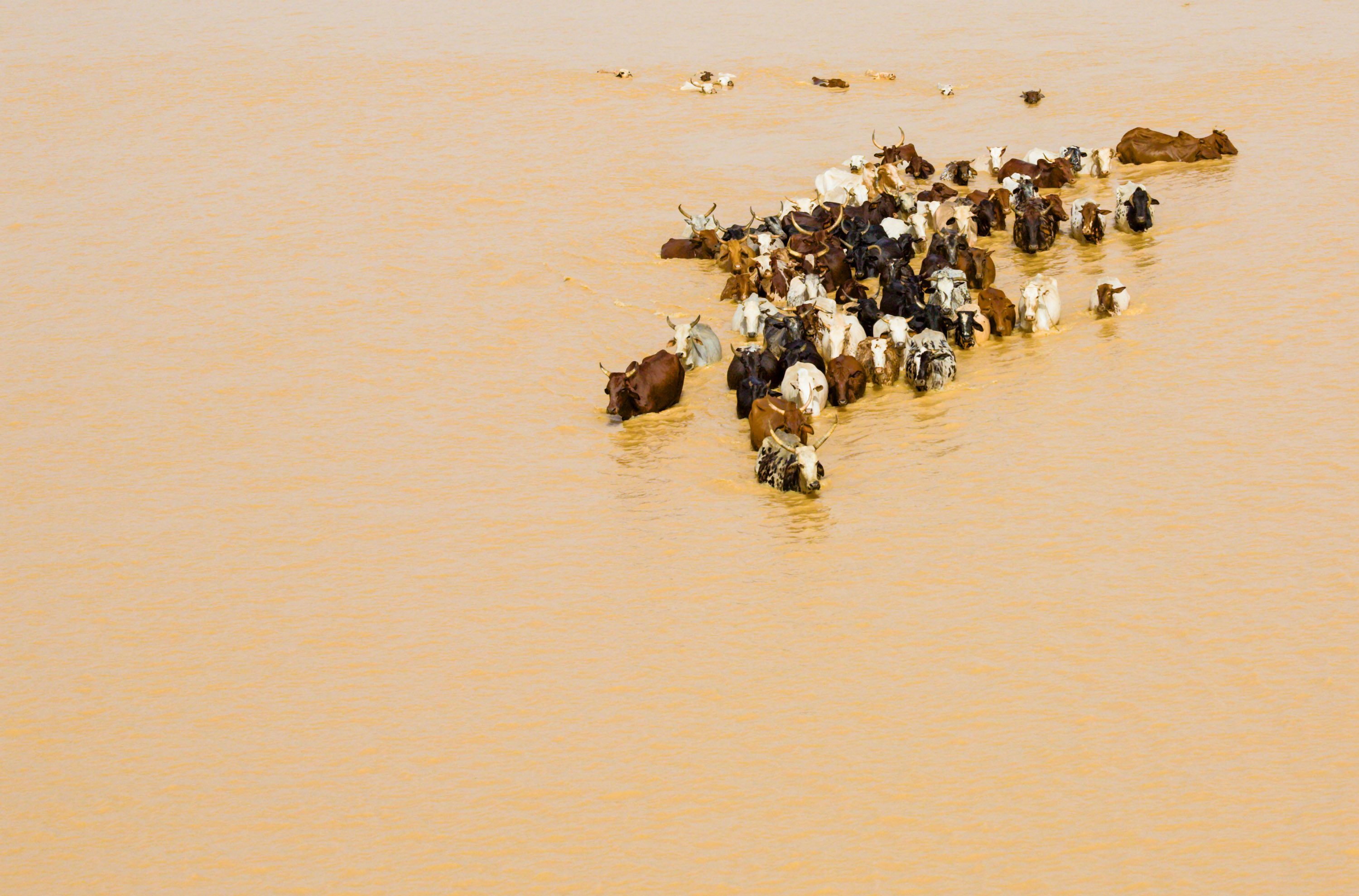 drone shot of cattle immersed in brown muddy water