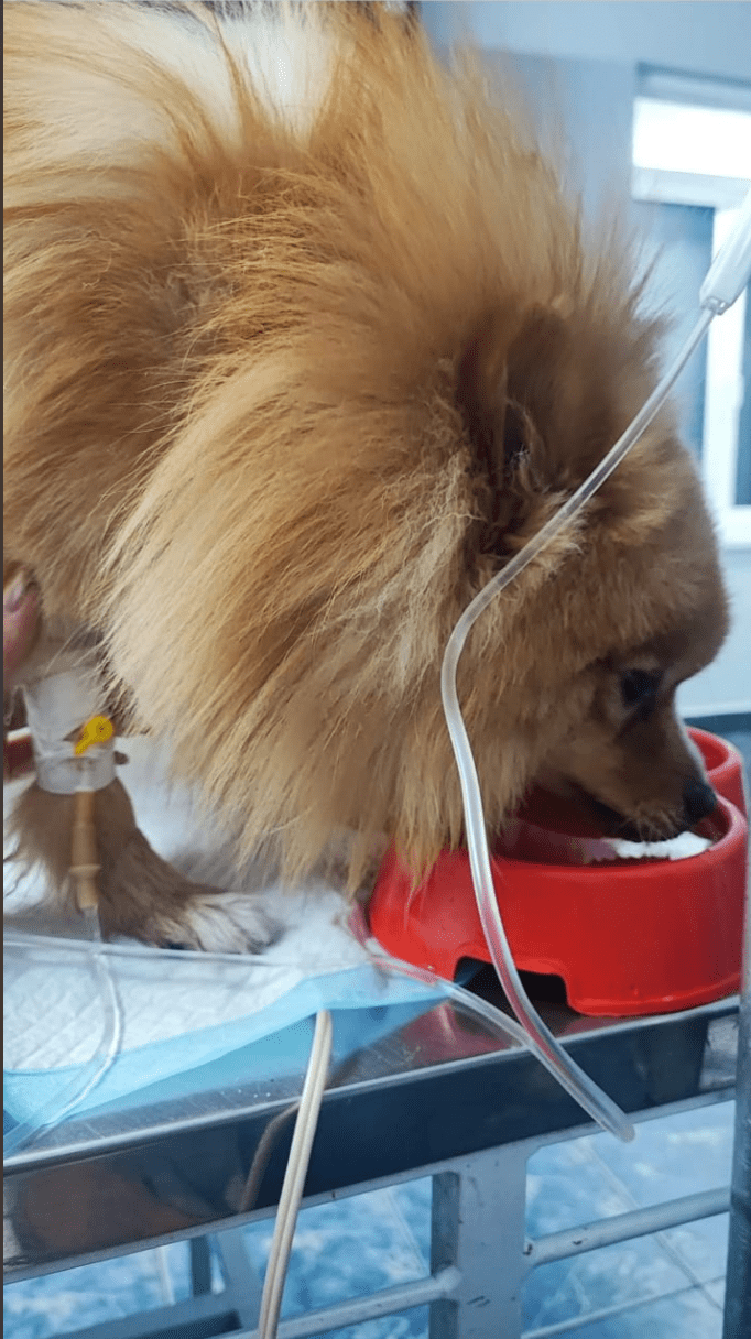 photo of King Arthur receiving treatment
