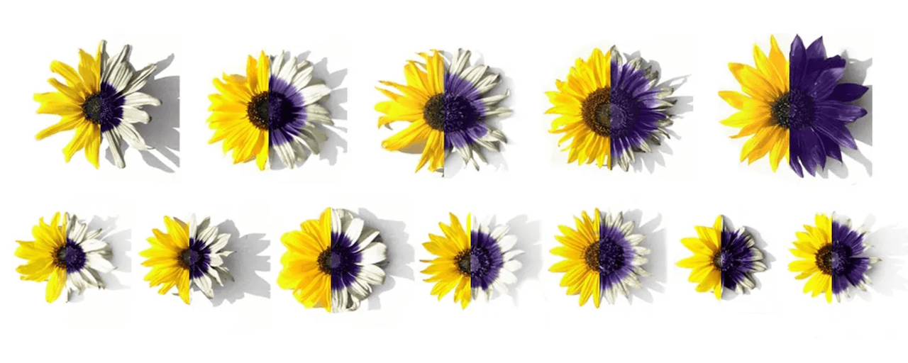 two rows of flowers that are both yellow and purple