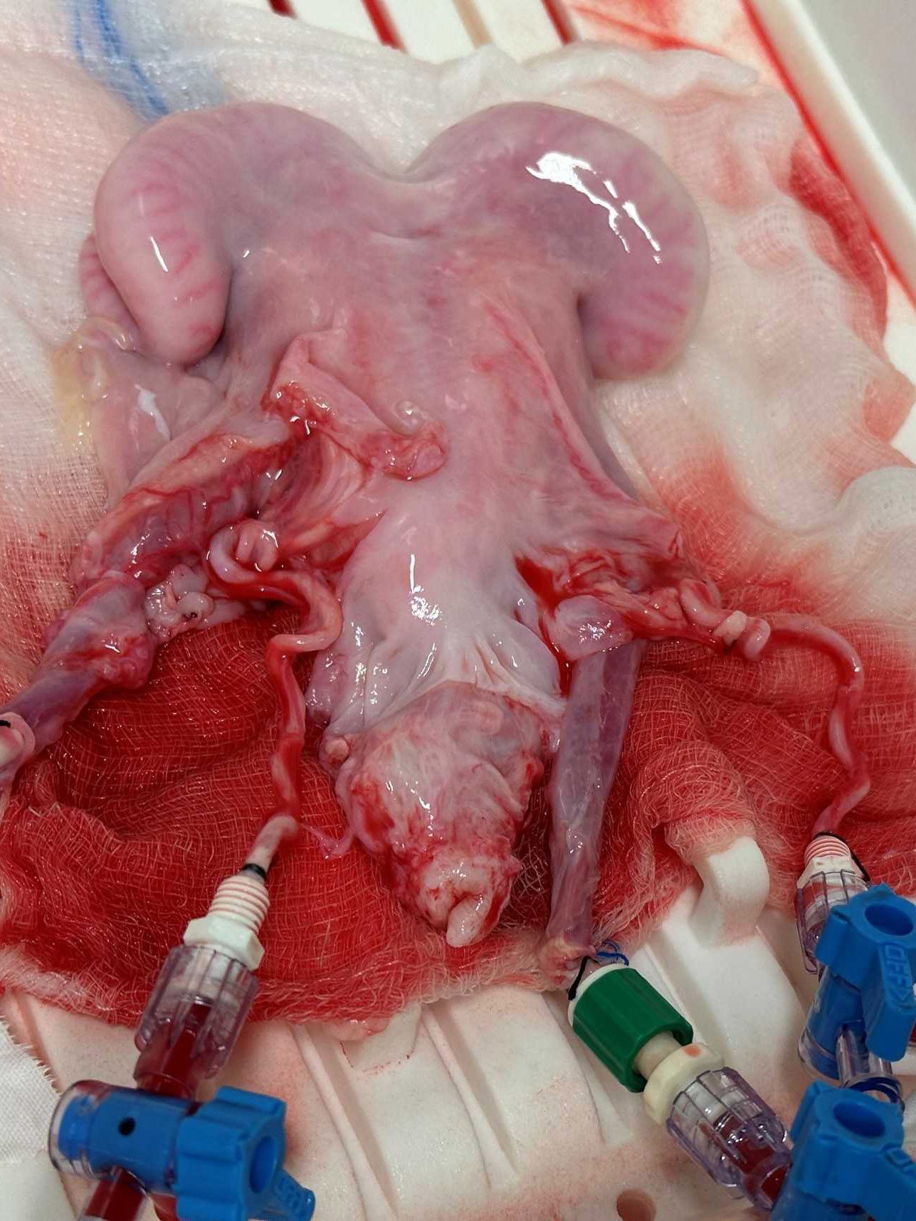 a sheep uterus resting on gauze connected to several tubes